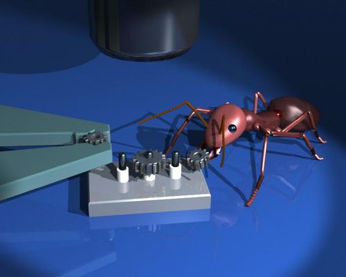 Ant-big.jpg