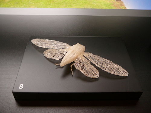 alt = Cicada by Bronwyn_Holloway-Smith